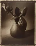 Tom Baril, Roses, 1992/1994, Toned gelatin silver print, printed