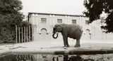 Candida Höfer, Zoologischer Garten, Köln (Zoological garden, Cologne)