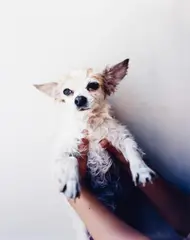 Takashi Homma, My dog, Royce I (from the series: Tokyo and my Daughter), 2005, Cibachrome print