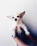 Takashi Homma, My dog, Royce I (from the series: Tokyo and my Daughter), 2005, Cibachrome print