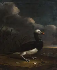 Dutch School circa 1680, An Exotic Duck, Oil on canvas (relined)