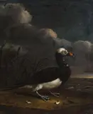 Dutch School circa 1680, An Exotic Duck, Oil on canvas (relined)