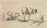 attributed to Karel Dujardin, A Ram, a Sheep and two Lambs, Grey chalk and ink