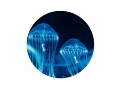 Carsten Höller, Quallen 2 (Jellyfish 2), 1998, C-Print (Diasec). Provenienz: Galerie Schipper und Krome, Berlin Chromogenic print, face-mounted to plexiglass. Durchmesser