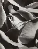 William F. Winter, Jr., Rose, 1935, Vintage gelatin silver print