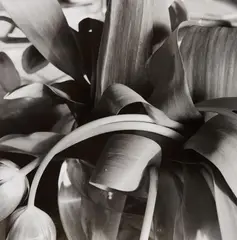 Stems by Lee Friedlander, 1994, Gelatin silver print, sold Nov 2013