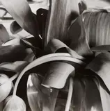 Lee Friedlander, Stems