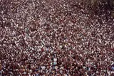 Steve McCurry, India, Kerala, Hindus during Trichur Pooram