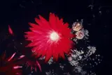Nobuyoshi Araki, Flower of Higanbana (from the series: The Flowers from the other World)