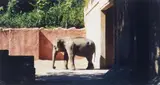 Candida Höfer, Zoologischer Garten Hannover I (Zoo, Hannover I)