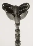 Karl Blosfeldt, Pterocarya Fraxinifolia (walnut)