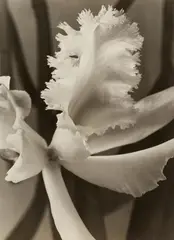 Weiße Orchidee (White Orchid) by Max Baur, Vintage gelatin silver print on Leonar paper, sold May 2013