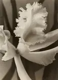 Max Baur, Weiße Orchidee (White Orchid), Vintage gelatin silver print on Leonar paper