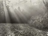 Max Baur, Untitled (Park Sanssouci in the fall), Vintage gelatin silver print on Agfa-Brovira paper