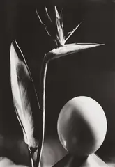 Composition avec l'Oeuf by Man Ray, Posthumous gelatin silver print, printed 1986 by Pierre Gassmann, sold May 2013