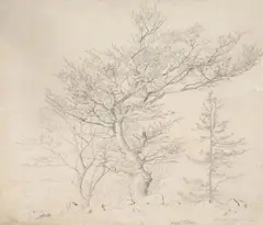 TREE STUDY FROM THE BLACK FOREST by Hans Thoma, Pencil, sold May 2013