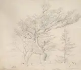 Hans Thoma, TREE STUDY FROM THE BLACK FOREST, Pencil