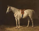 Emil Volkers, A SADDLED WHITE HORSE IN THE STABLE