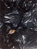 Wolfgang Tillmans, Rat on trash bag