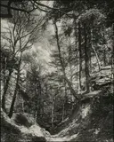 August Sander, Motiv im Mischwald (Mixed Forest)