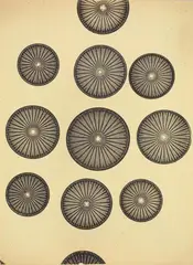 August Kreyenkamp, Arachnoidiscus Ornatus (Diatomeen), Vintage gelatin silver print