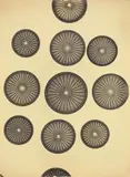 August Kreyenkamp, Arachnoidiscus Ornatus (Diatomeen), Vintage gelatin silver print