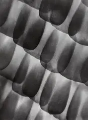 Carl Strüwe, Schuppen auf einem Schmetterlingsflügel (Scales on a butterfly's wing)., Gelatin silver print on Agfa Brovira paper, printed c.