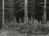 Albert Renger-Patzsch, Fingerhut am Waldrand (Foxglove at the edge of the woods)