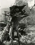 Josef Sudek, Untitled (from the series: Lost Statues)