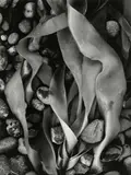 Paul Caponigro, Untitled