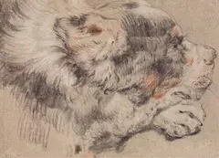 attributed to Cornelis Saftleven, HEAD OF A DOG, Chalk in black, brown and white