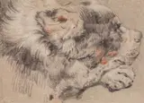 attributed to Cornelis Saftleven, HEAD OF A DOG, Chalk in black, brown and white