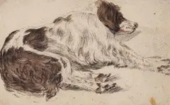 attributed to Cornelis Saftleven, SLEEPING DOG, Black chalk with brown was