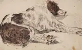 attributed to Cornelis Saftleven, SLEEPING DOG, Black chalk with brown was
