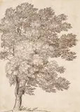 TREE STUDY by Claude Gellée, called Lorrain, in the manner of, Pen and brown ink, mounted on laid paper, sold Nov 2012