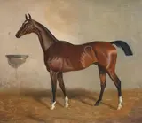 Alfonso Gray, BROWN HORSE IN THE STALL, Oil on canvas