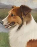 Wilhelm Schwar, COLLIE, Oil on canvas