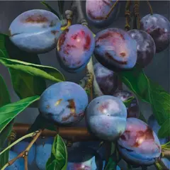 Karin Kneffel, Ohne Titel (Pflaumen) / Untitled (plums), Oil on canvas