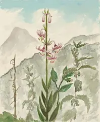 Rote Lilie vor Gebirgsmassiv: Valepp (Red Lily against Mountain Massif: Valepp) by Christian Schad, Watercolour on firm ivory-coloured wove paper, sold May 2012