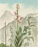 Christian Schad, Rote Lilie vor Gebirgsmassiv: Valepp (Red Lily against Mountain Massif: Valepp)