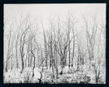 Robert Häusser, Window image, Gelatin silver print on Agfa paper, printed later