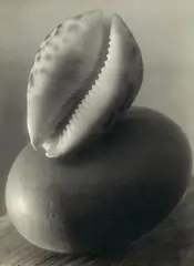 Untitled (Still life with clam) by Josef Sudek, Vintage gelatin silver print, sold May 2012