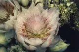Nobuyoshi Araki, Untitled (from the series: Flowers)