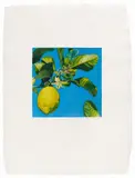 Karin Kneffel, Untitled (lemon)