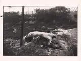 Sigmar Polke, Istanbul, Gelatin silver print