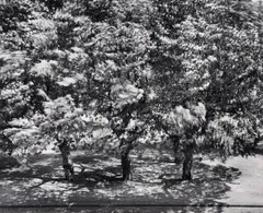 Otto Steinert, Trees in front of my window II, Ferrotyped vintage gelatin silver print