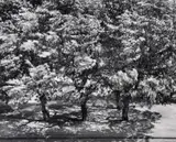 Otto Steinert, Trees in front of my window II