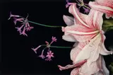Nobuyoshi Araki, Untitled (from the series: Flowers)