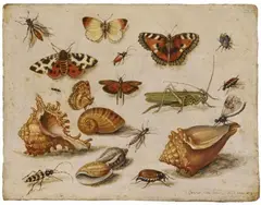 attributed to Jan van Kessel the Elder, INSECTS, MUSSELS, AND BUTTERFLIES, Oil on copper