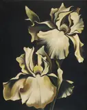 Lowell Blair Nesbitt, Two Iris on Black, Oil on canvas